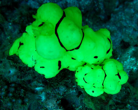 Image of Giant yellow nudibranch