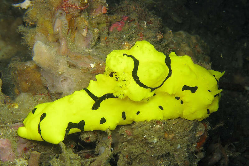 Image of Giant yellow nudibranch