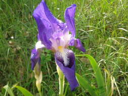 Plancia ëd Iris marsica I. Ricci & Colas.