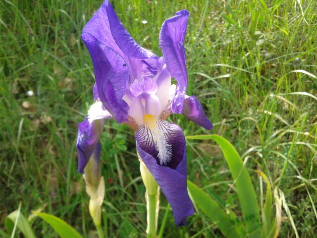 Plancia ëd Iris marsica I. Ricci & Colas.