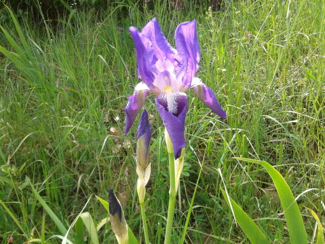 Plancia ëd Iris marsica I. Ricci & Colas.