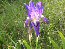 Plancia ëd Iris marsica I. Ricci & Colas.