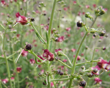 Scrophularia cretacea Fisch. resmi