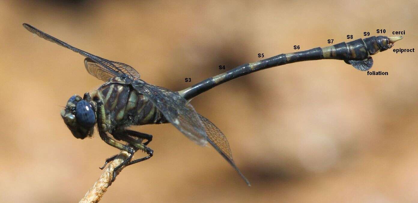 صورة Ictinogomphus ferox (Rambur 1842)