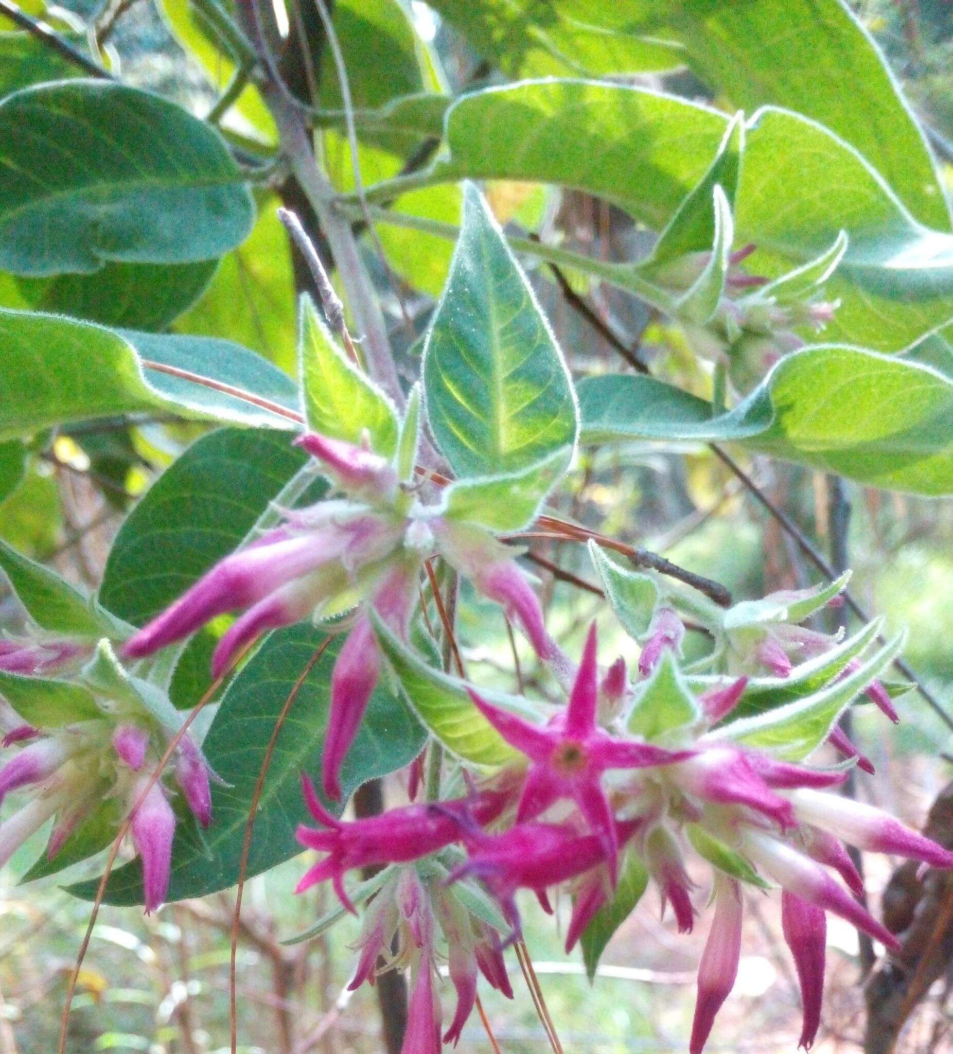 Image of Cestrum roseum Kunth