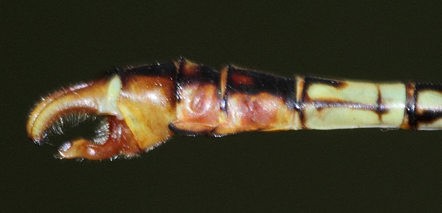 Image of Clubbed Talontail