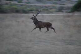 Image of Corsican red deer