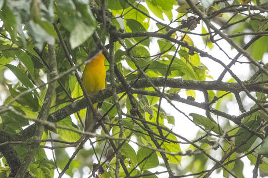 Image of Lagden's Bush Shrike