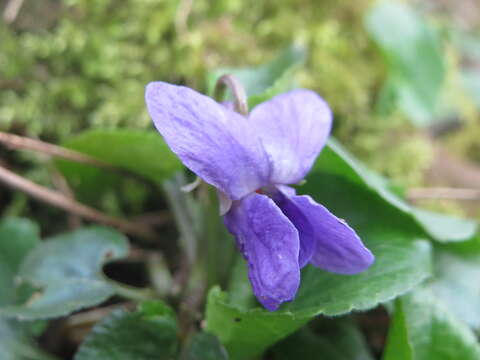 Image of sweet violet