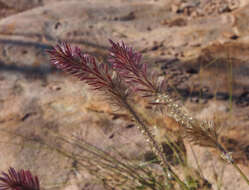 Image of Ptilotus giganteus (A. Cunn. ex Moq.) R. W. Davis & R. Butcher