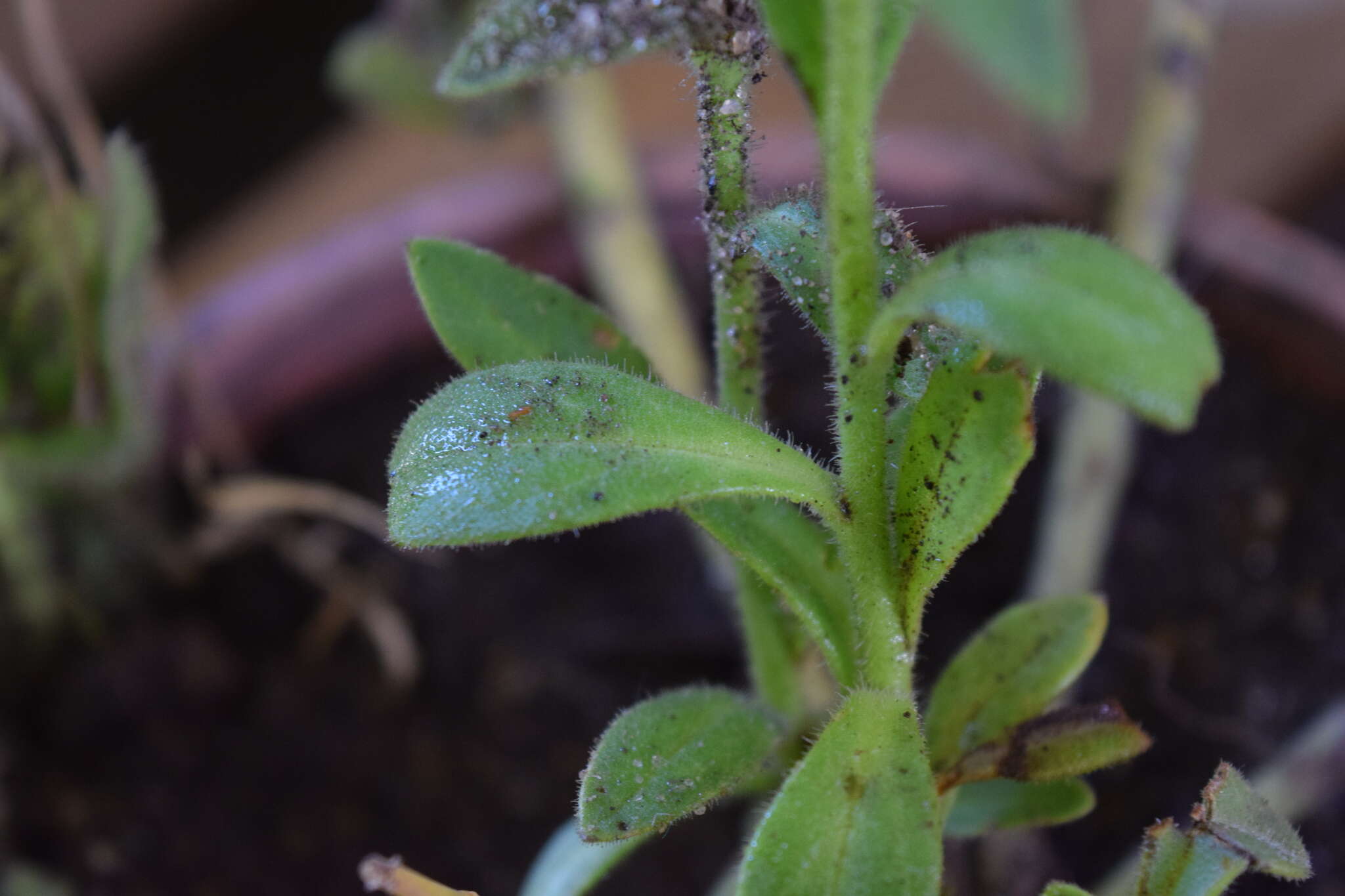 صورة Petunia axillaris (Lam.) Britton