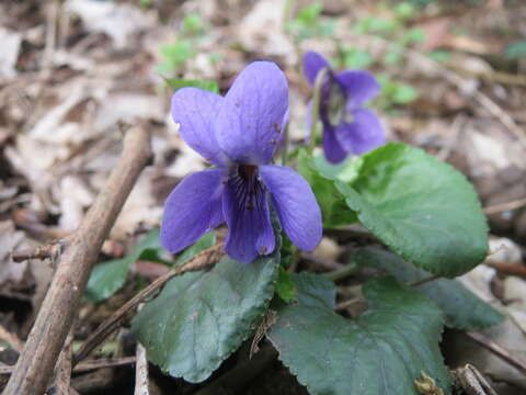 Image of sweet violet