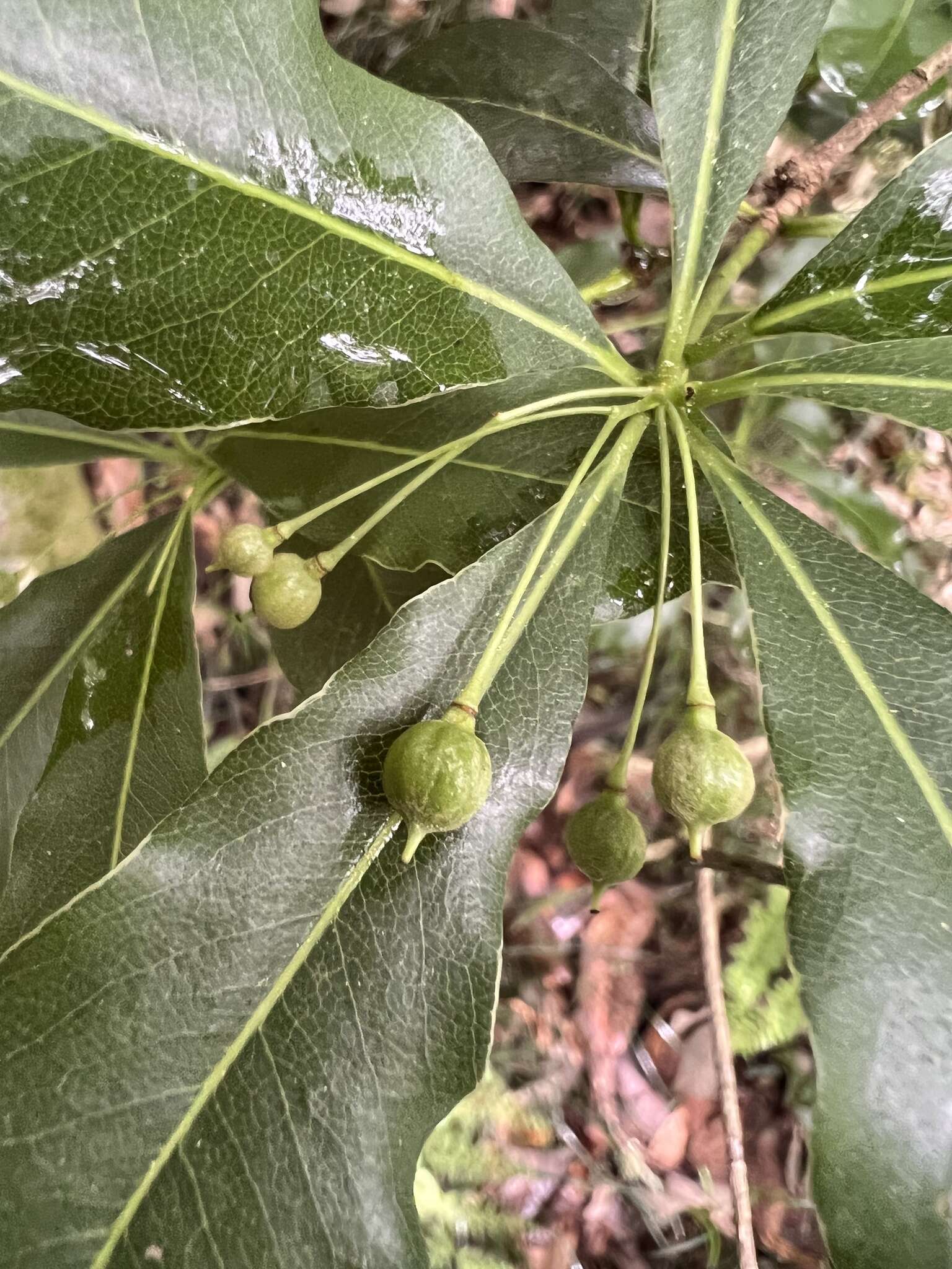 Sivun Pittosporum illicioides Makino kuva