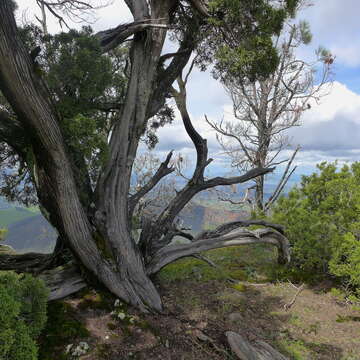 Imagem de Juniperus californica Carrière