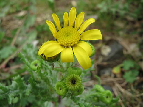 Image of eastern groundsel