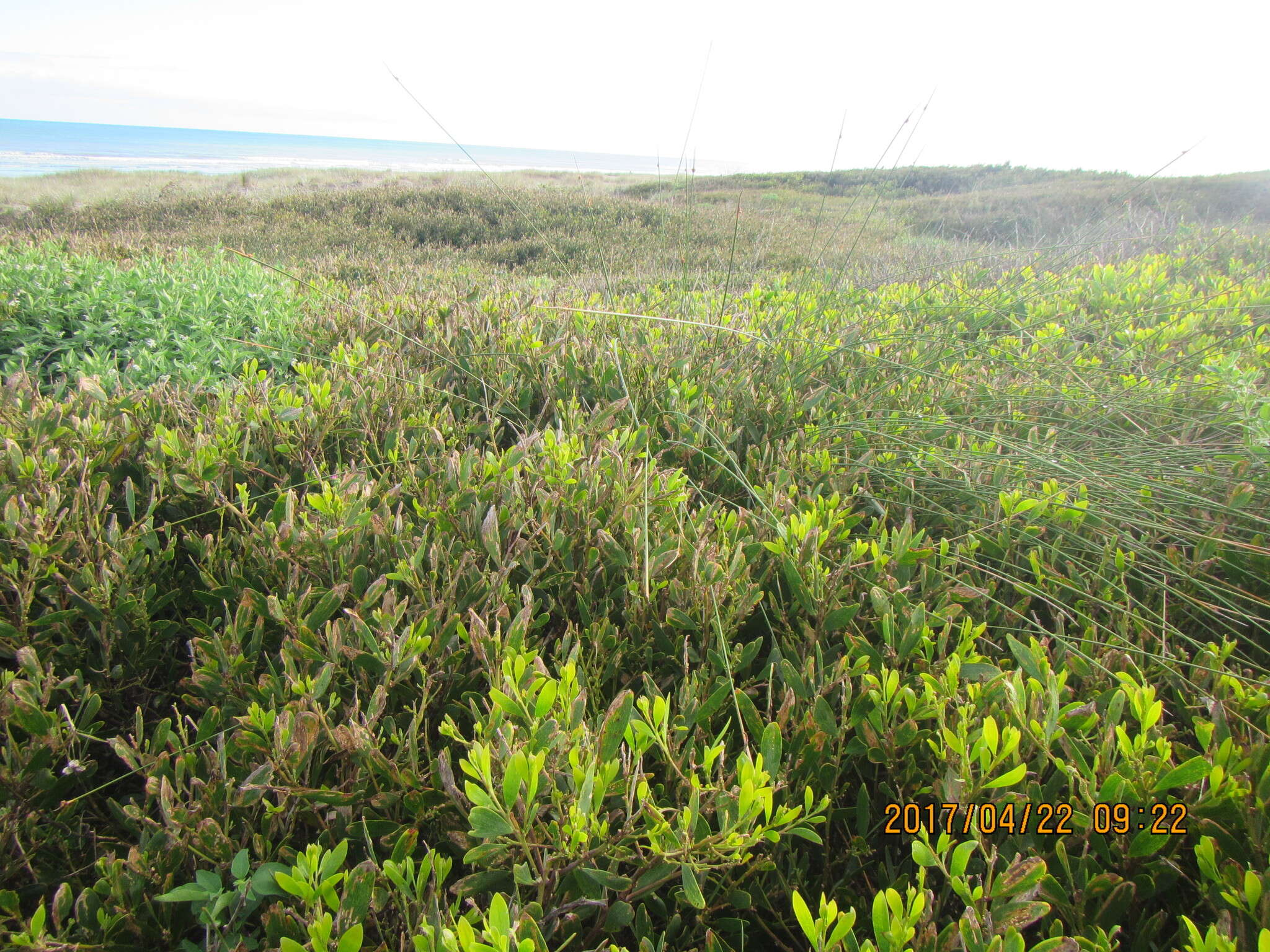 Imagem de Acacia longifolia (Andrews) Willd.