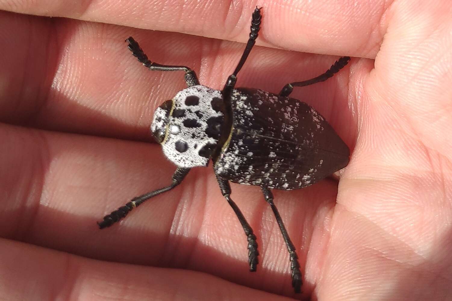 Image of Capnodis cariosa (Pallas 1776)