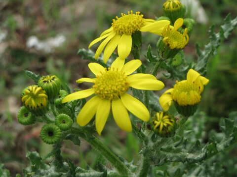 Image of eastern groundsel