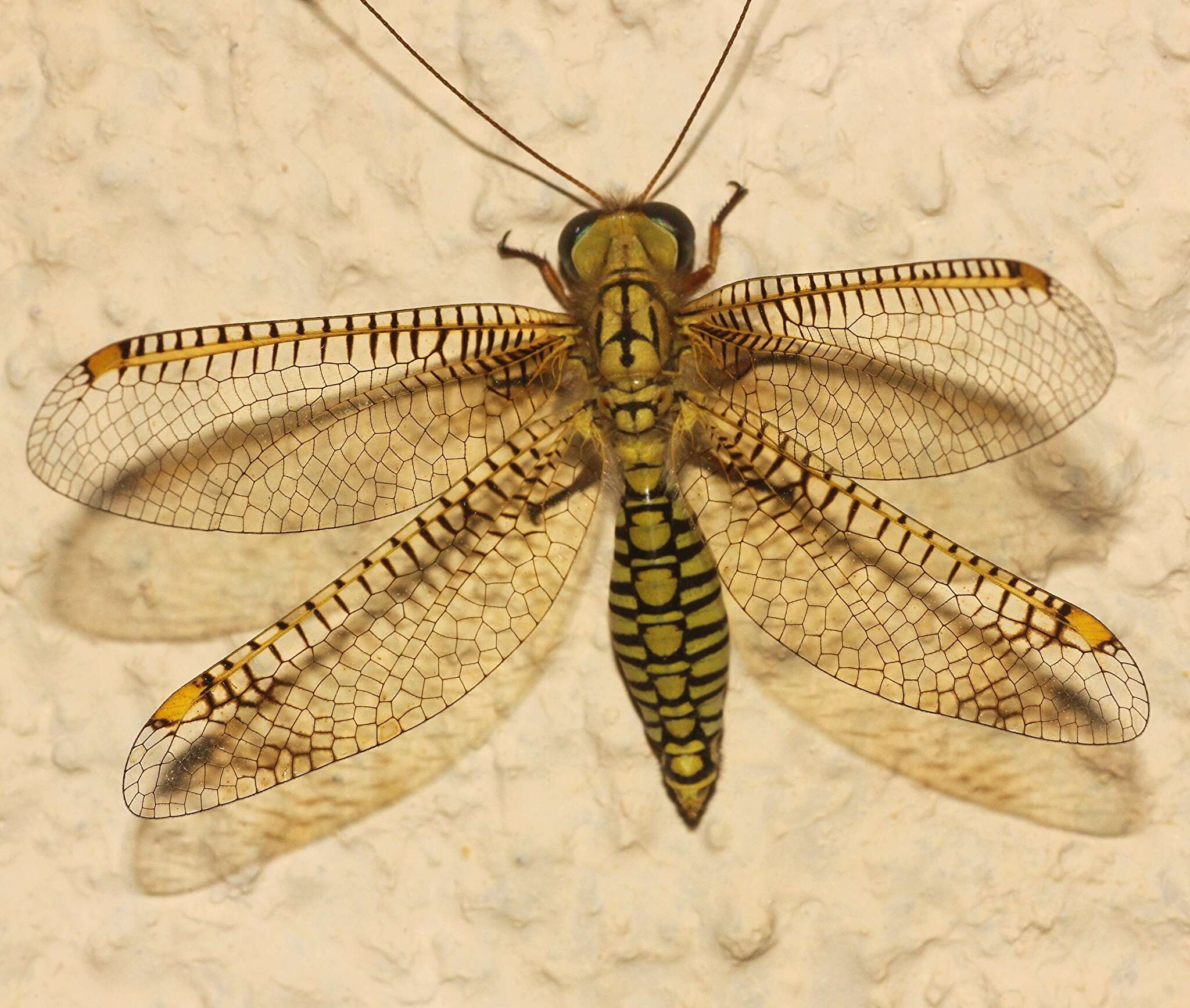 Image of Ogcogaster segmentator (Westwood 1847)