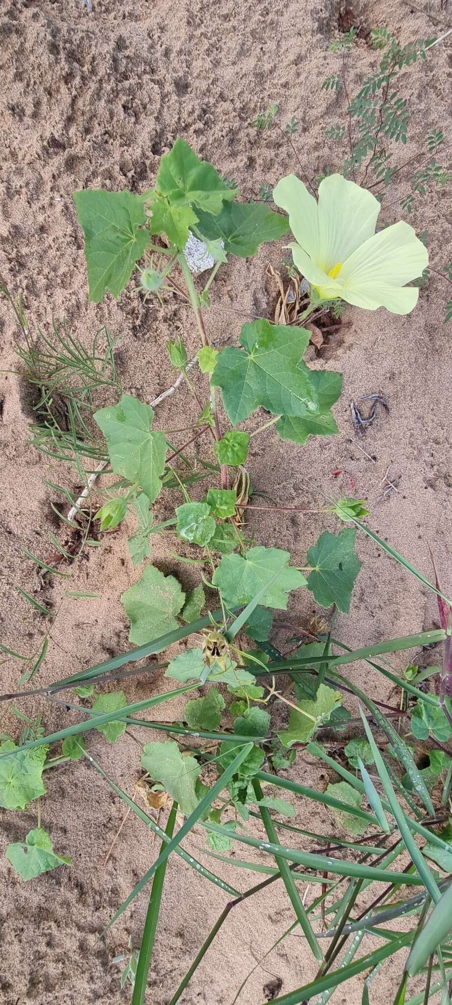 Image of Hibiscus schinzii Gürke ex Schinz