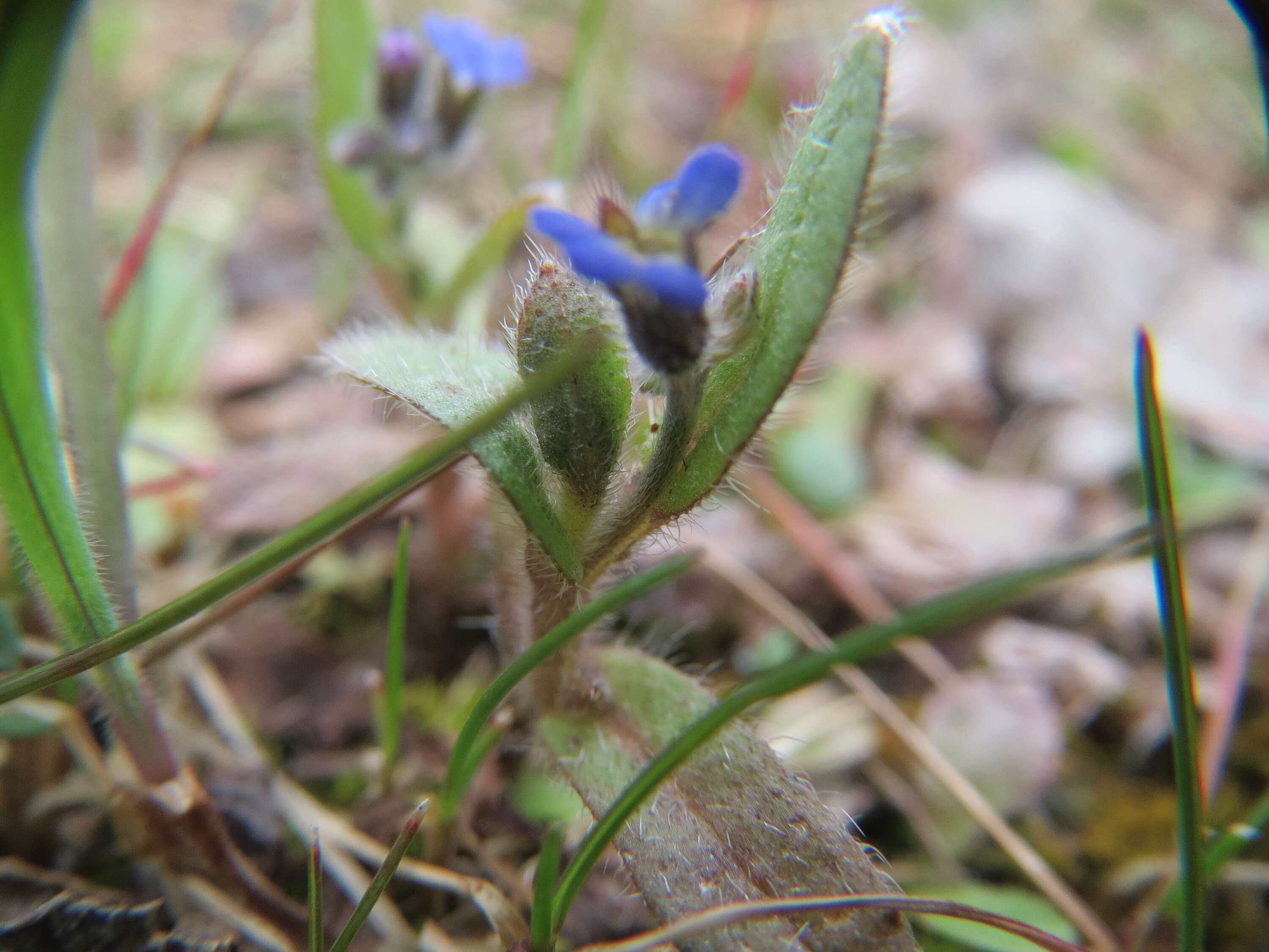 Image of strict forget-me-not