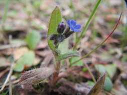 Image of strict forget-me-not