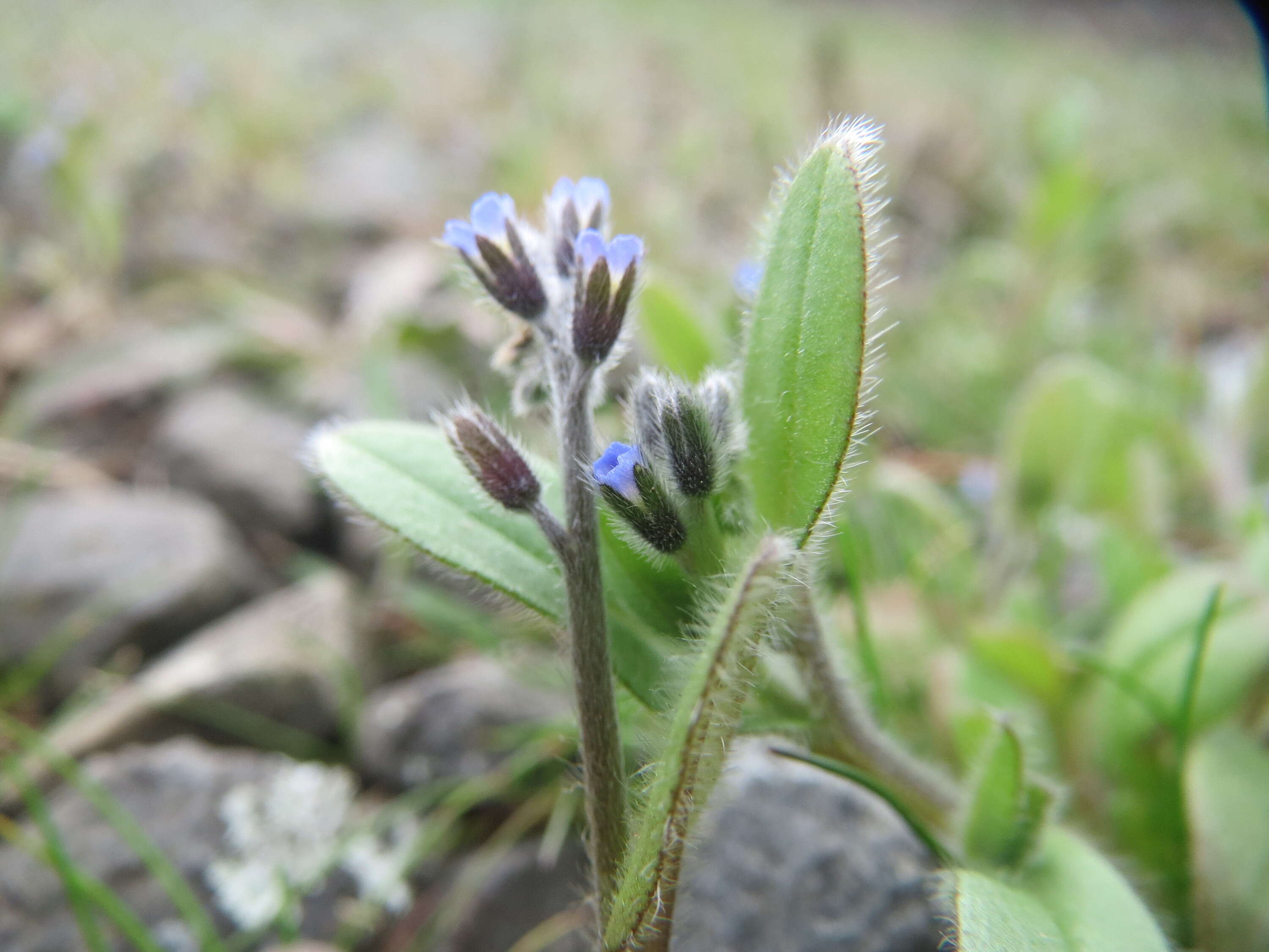 Image of strict forget-me-not