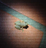 صورة Eleutherodactylus coqui Thomas 1966