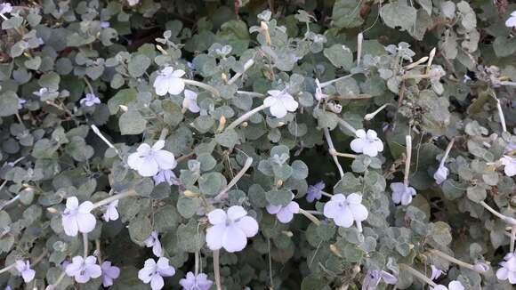 Image of Barleria heterotricha Lindau