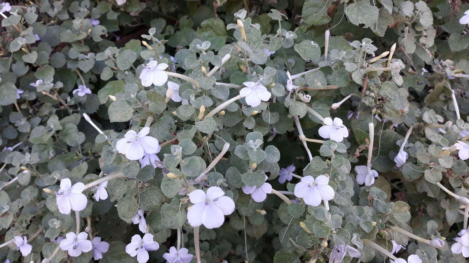 Imagem de Barleria heterotricha Lindau