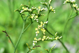 Imagem de Limonium sinense (Girard) Kuntze