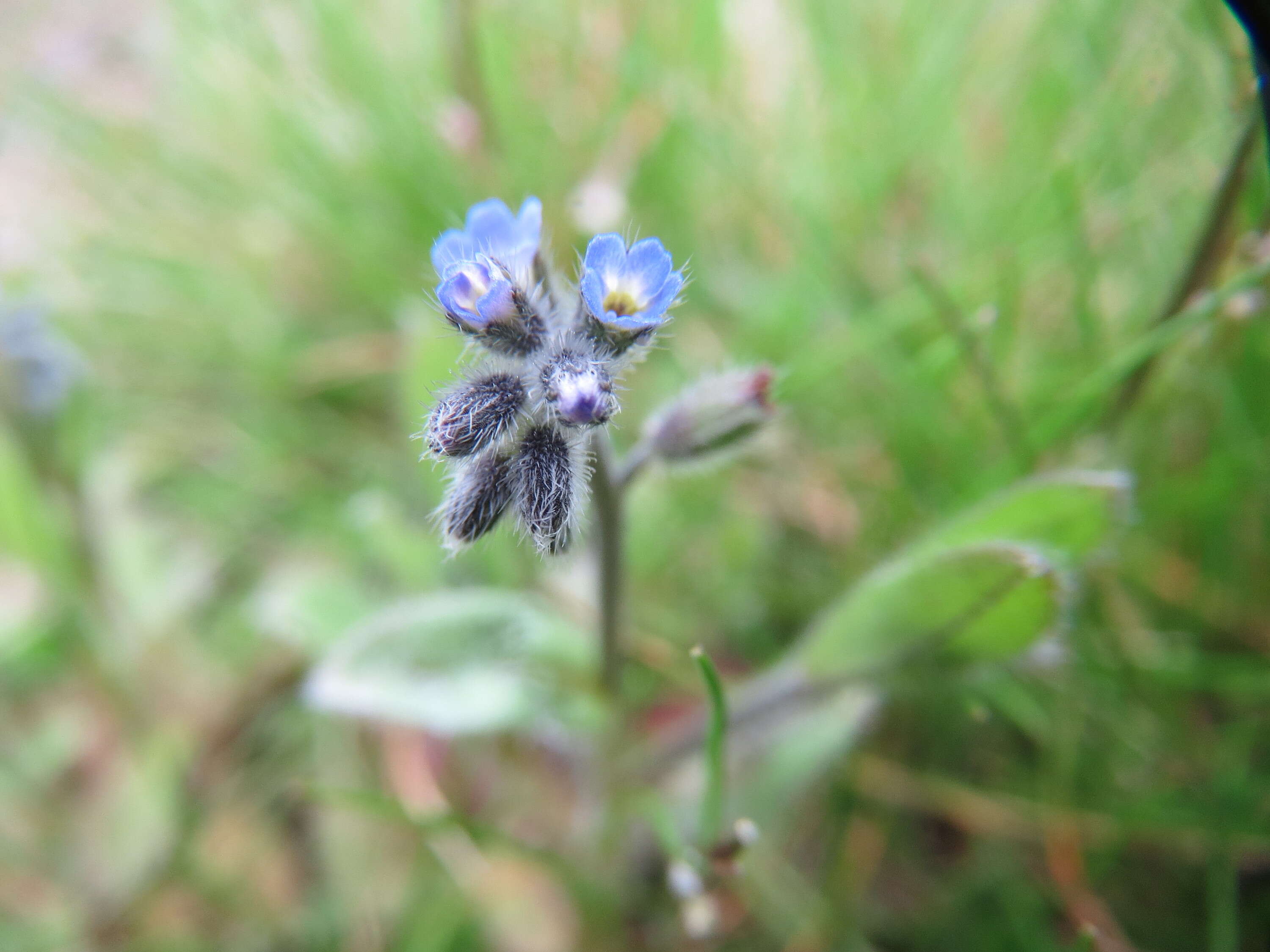 Image of strict forget-me-not