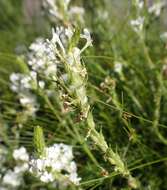 Image of Dischisma ciliatum subsp. erinoides (L. fil.) Rössl.