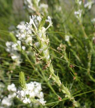 Image of Dischisma ciliatum (Berg.) Choisy