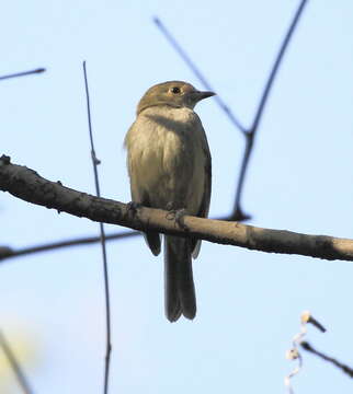 Image of Pale-bellied Neopelma