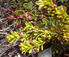 Image of Alpine Totara