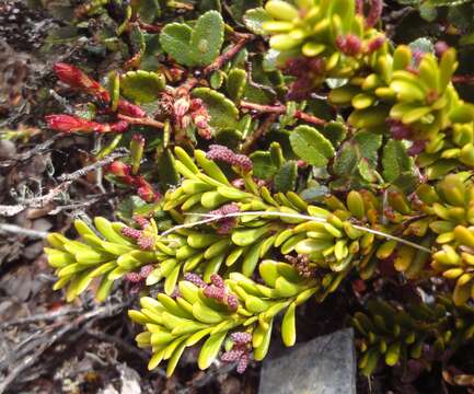 صورة Podocarpus nivalis Hook.