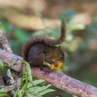 Image of Bolivian Squirrel