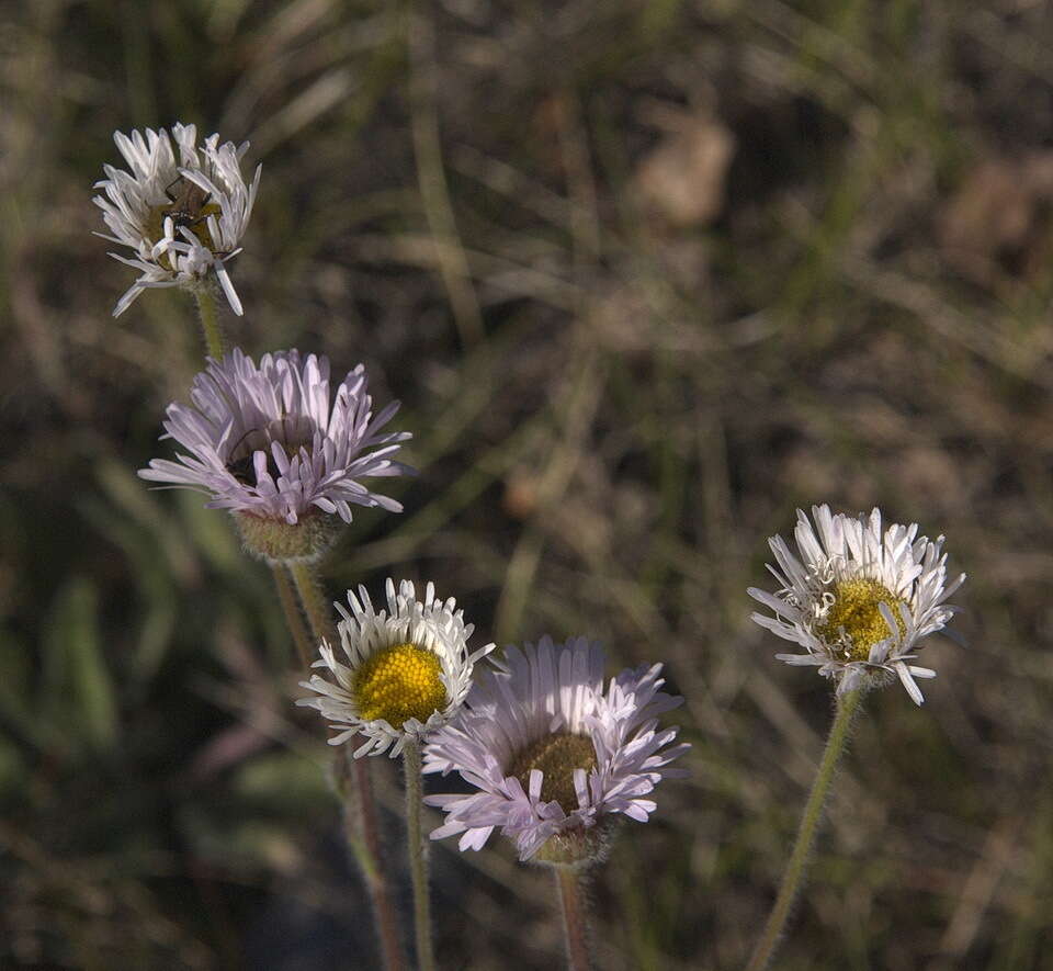 Image of streamside fleabane