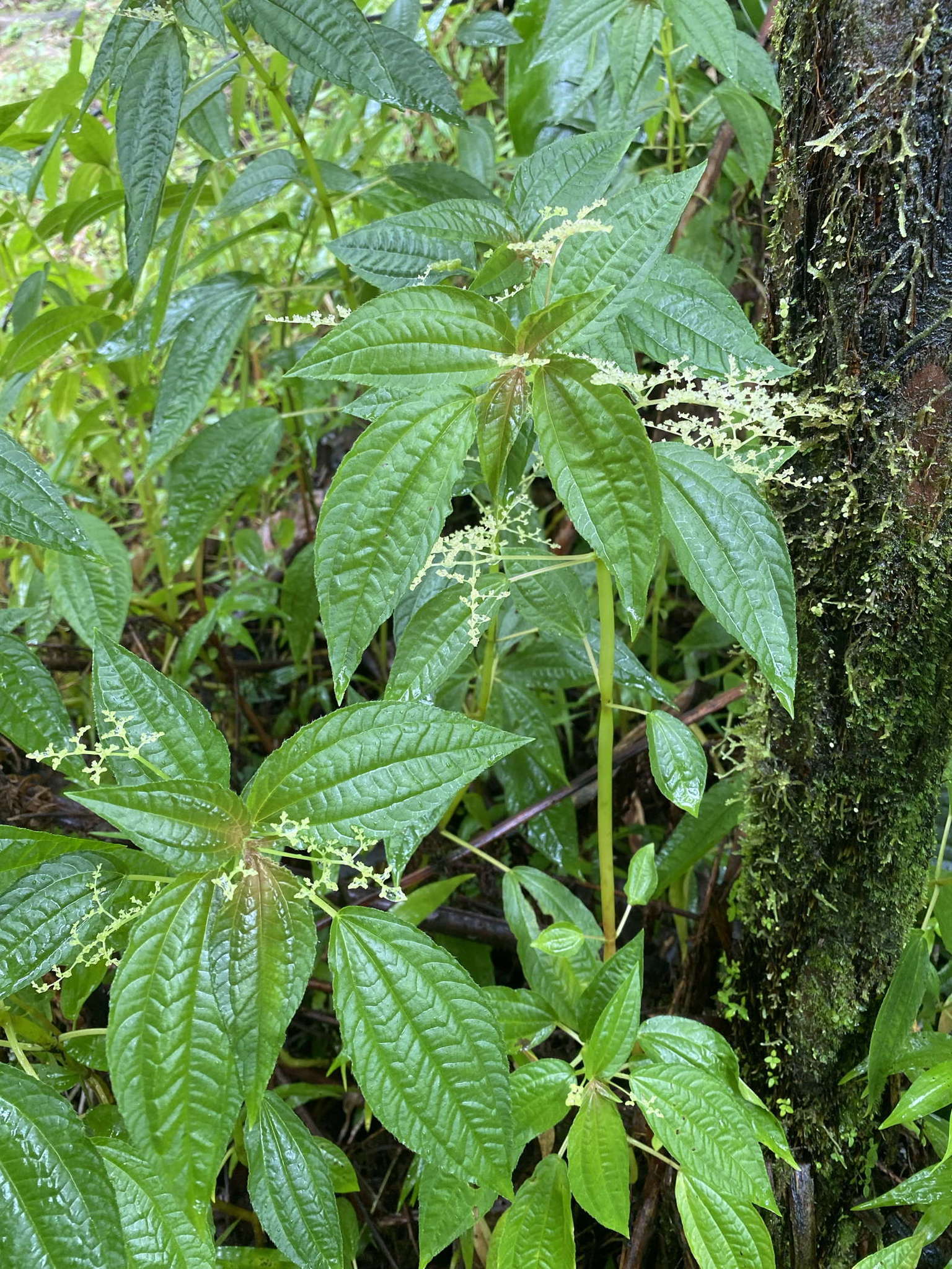 Imagem de Pilea parietaria (L.) Bl.