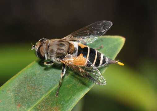 Image of Syrphid fly