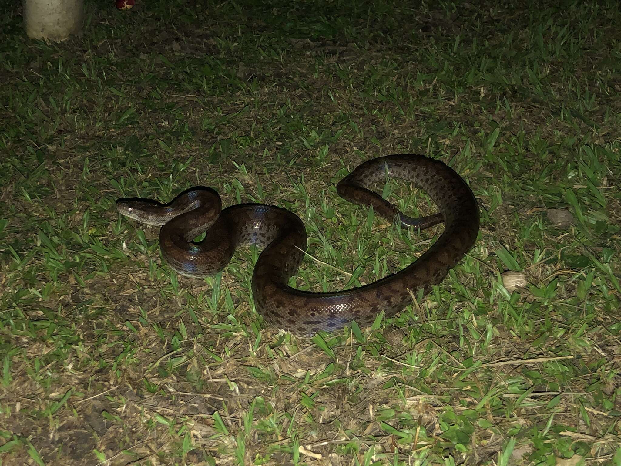 Image of Brown Rainbow Boa