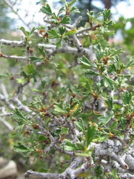 Plancia ëd Purshia tridentata (Pursh) DC.