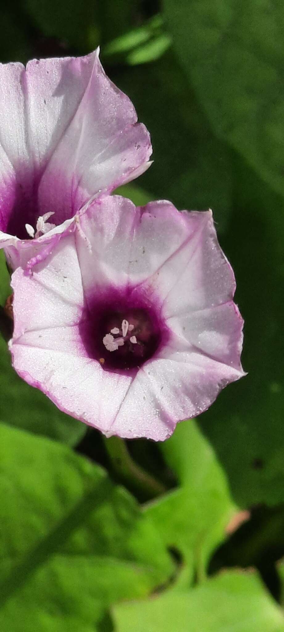 Image of Ipomoea grandifolia (Damm.) O'Donell