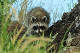 Image of raccoons