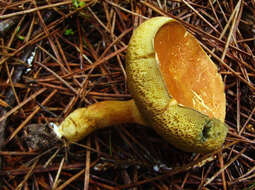 Image of Rheubarbariboletus