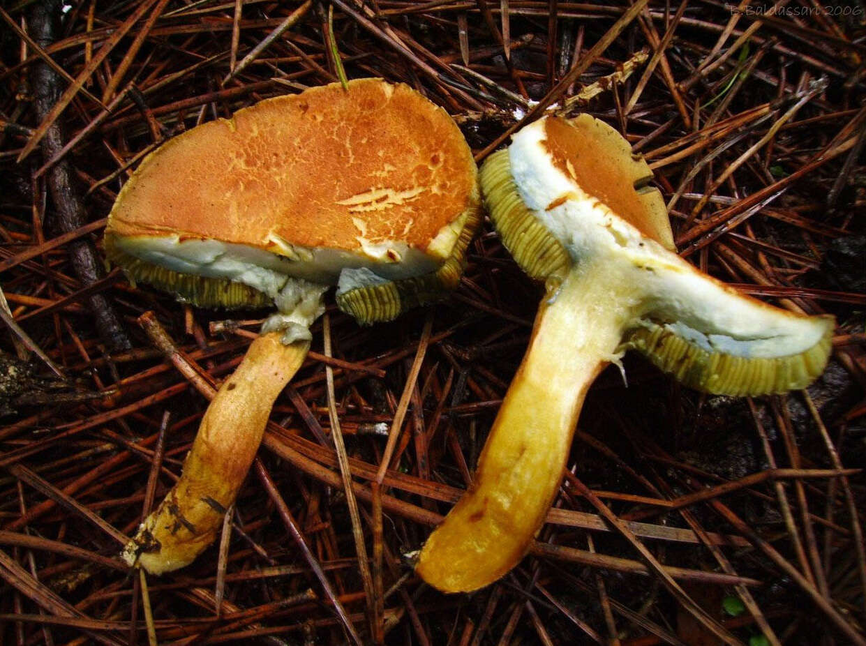 Image of Rheubarbariboletus