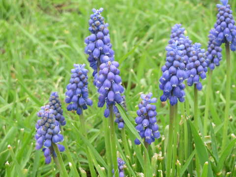 Imagem de Muscari armeniacum H. J. Veitch