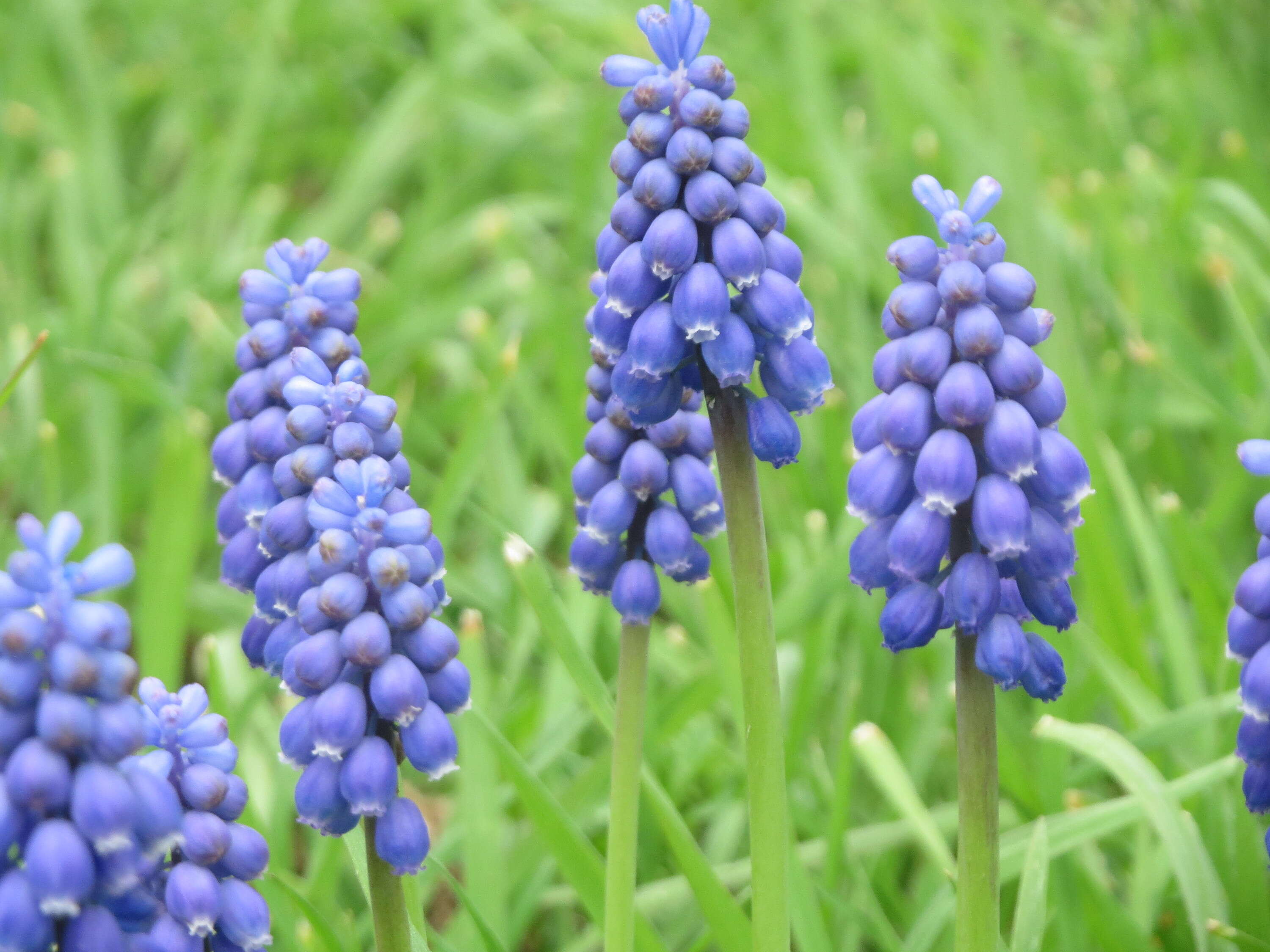 Imagem de Muscari armeniacum H. J. Veitch