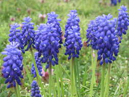 Imagem de Muscari armeniacum H. J. Veitch